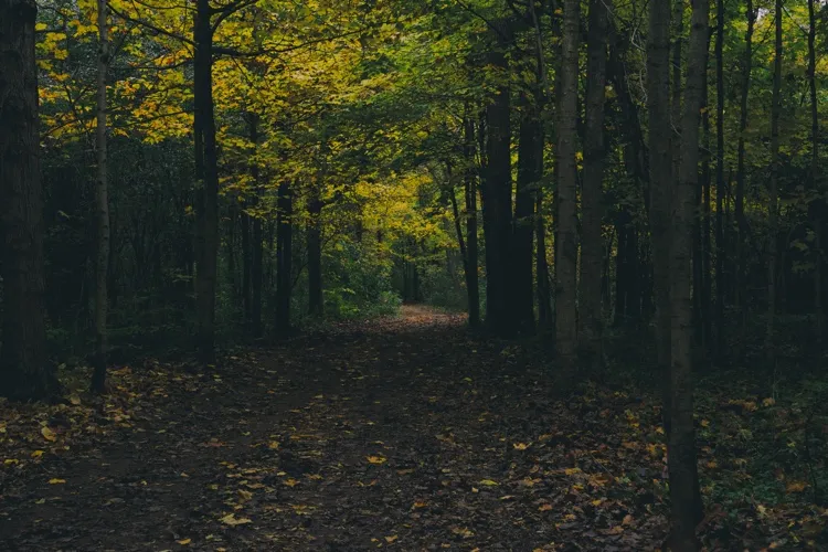 Ground level view of a trail through a forest.